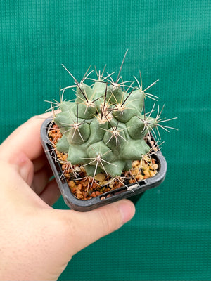 Thelocactus freudenbergeri