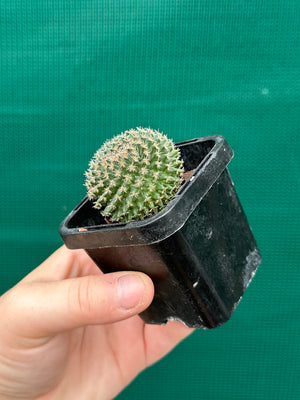 Mammillaria sempervivi