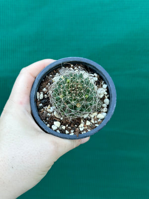 Mammillaria camptotricha