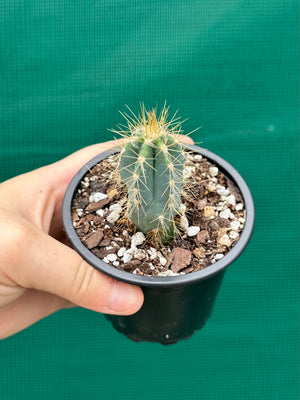 Pilocereus