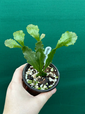Rhipsalis goebeliana