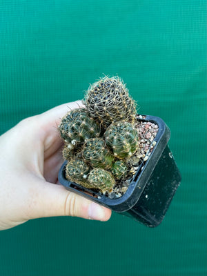 Lobivia arachnacantha