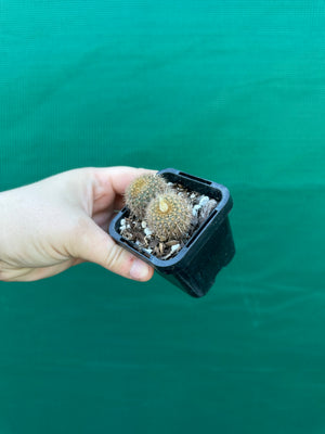 Frailea heliosa