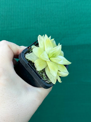 Haworthia xantha ‘Gold’