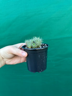 Deuterocohnia brevifolia