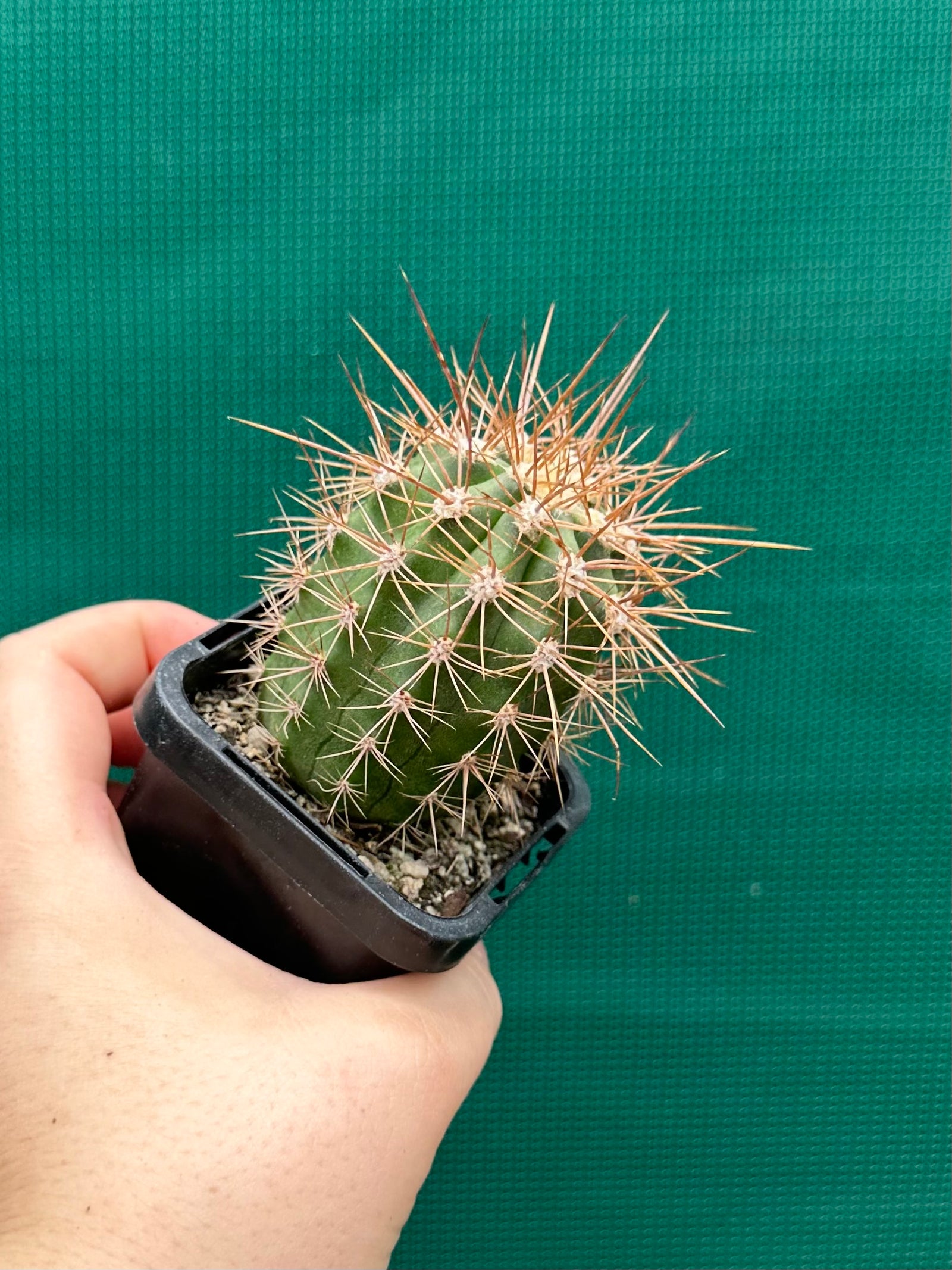 Trichocereus pasacana