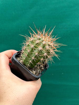 Trichocereus pasacana