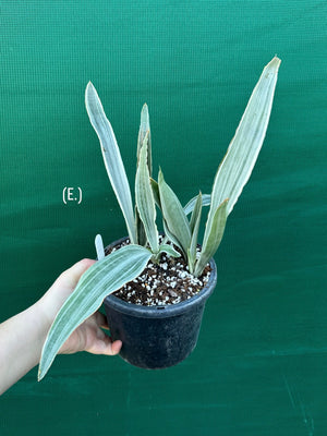 Sansevieria ‘Siam Silver’