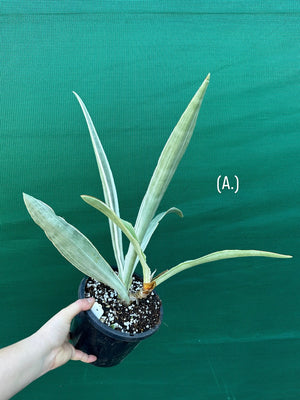 Sansevieria ‘Siam Silver’