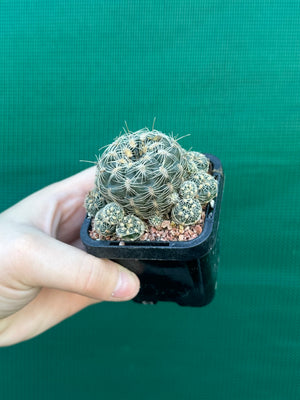 Gymnocalycium bruchii