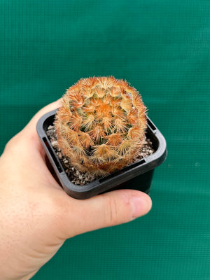 Mammillaria plumosa