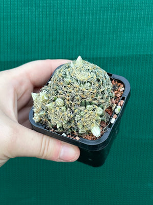Mammillaria dumetorum