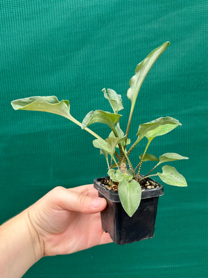 Ledebouria maculatus