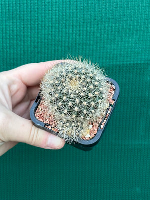 Rebutia aureiflora