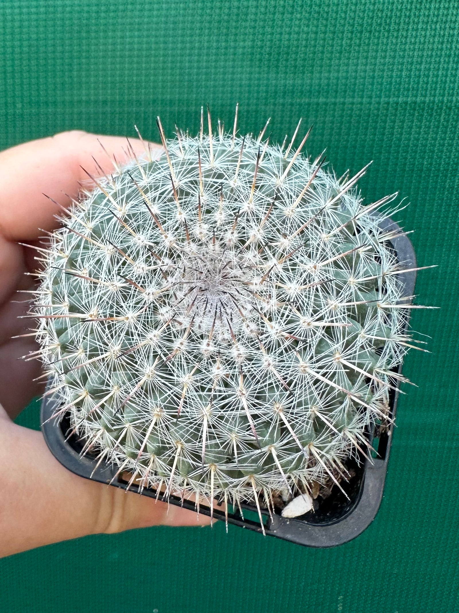 Mammillaria hahniana