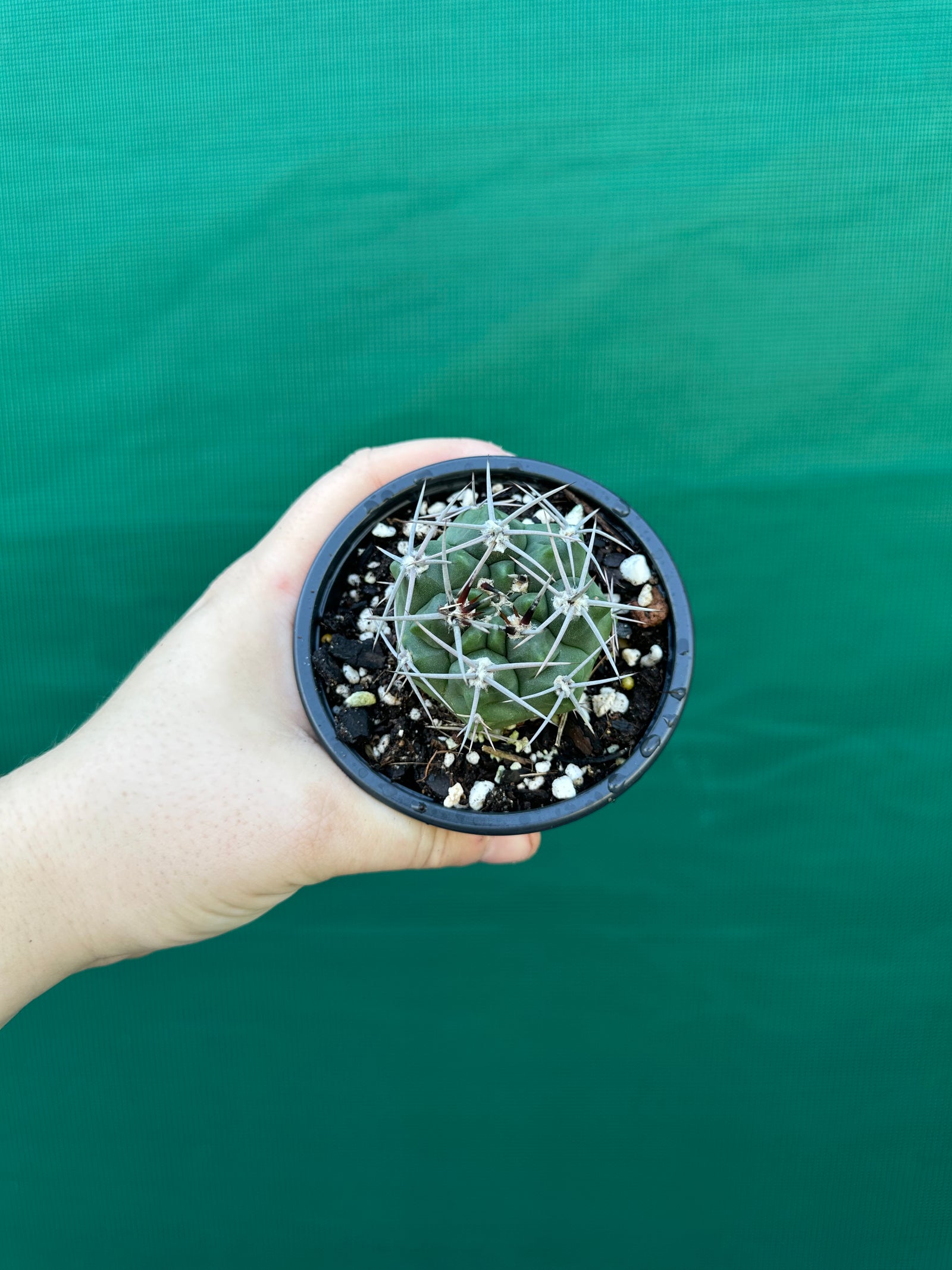 Gymnocalycium carminanthum