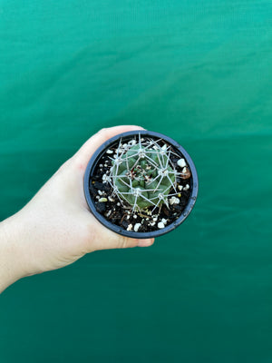 Gymnocalycium carminanthum