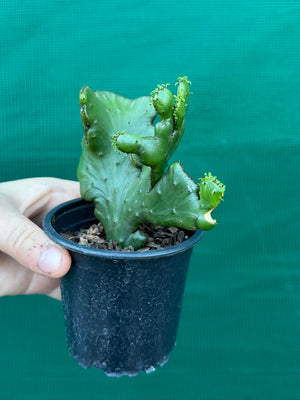 Euphorbia alluaudii crest
