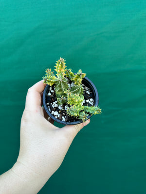 Huernia Zebrina variegated