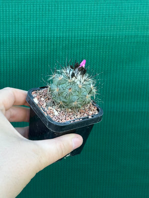 Turbinicarpus viereckii