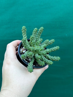 Euphorbia inermis