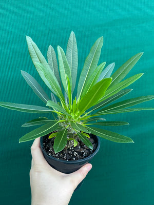 Pachypodium fiherense