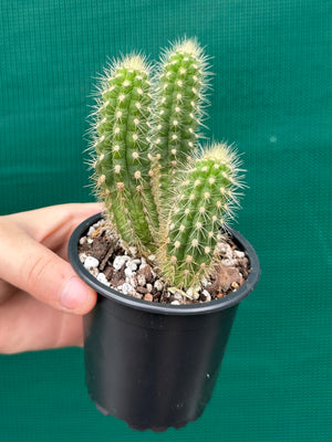 Oreocereus neocelsianus 'The Old Man of the Andes'