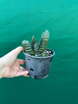 Gasteria excelsa hybrid