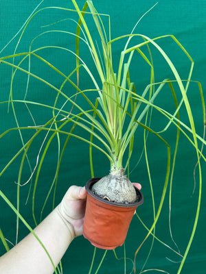 Pony Tail Palm