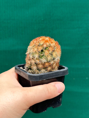 Mammillaria plumosa