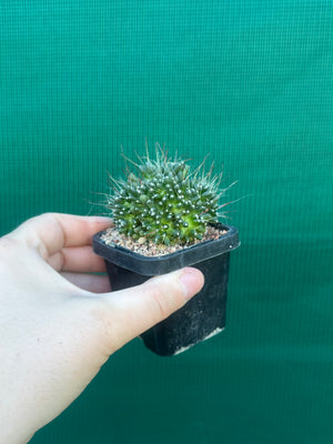 Mammillaria bocasana “The Freak”