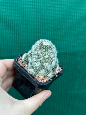 Parodia scopa caespitosa v minor