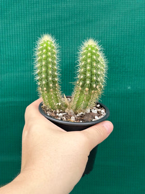 Oreocereus neocelsianus 'The Old Man of the Andes'