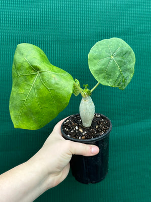 Jatropha podagrica Buddha's Belly