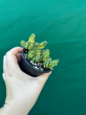 Huernia Zebrina variegated
