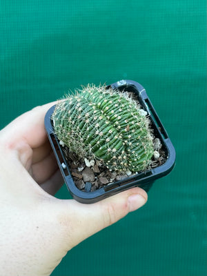 Echinopsis hybrid crest
