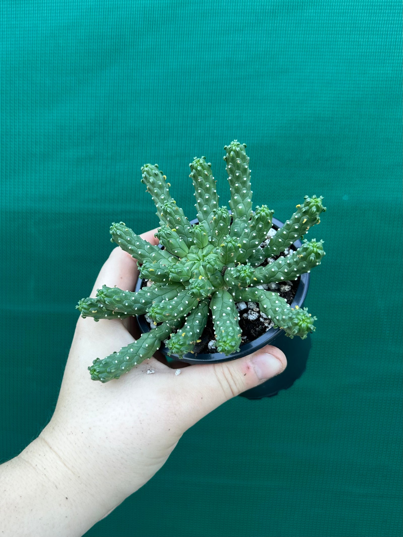 Euphorbia inermis