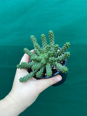 Euphorbia inermis