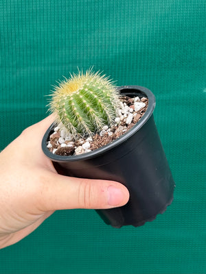 Parodia warasii