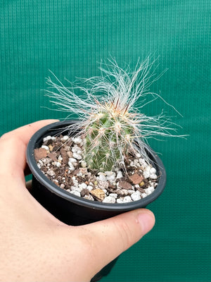 Oreocereus celsianus