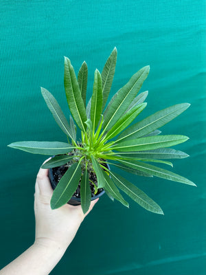 Pachypodium fiherense