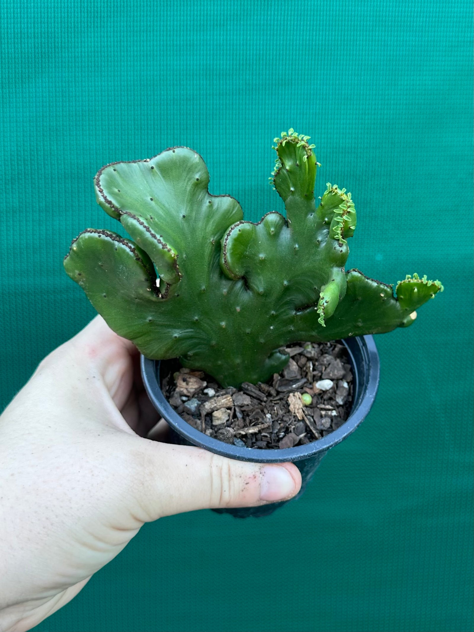 Euphorbia alluaudii crest