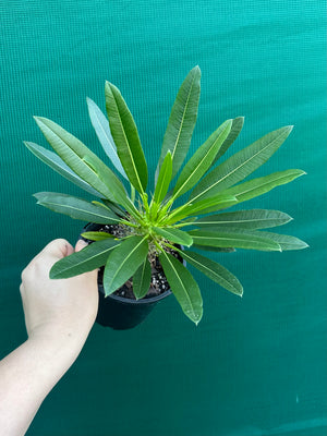 Pachypodium fiherense