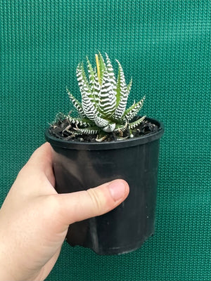 Haworthia fasciata ‘Japanese Super Clone’