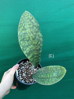 Sansevieria Masoniana ‘Mason’s Congo Paddle’