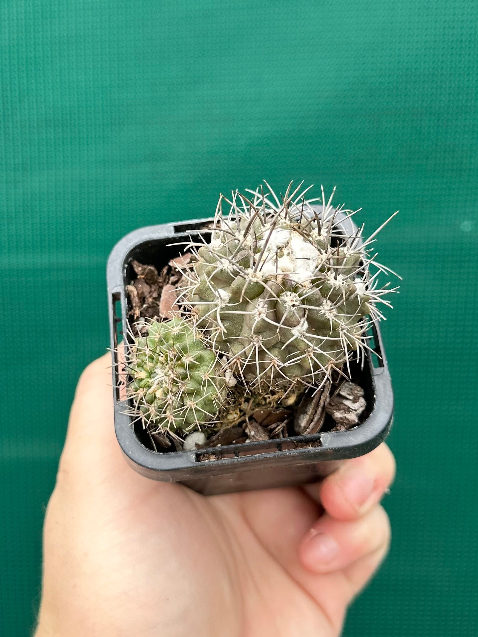 Neochilenia heinricheana x floccosa