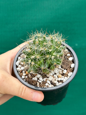 Mammillaria