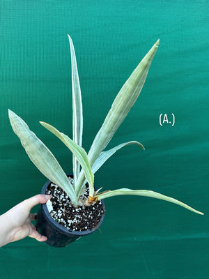Sansevieria ‘Siam Silver’