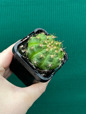Gymnocalycium anisitsii ssp. damsii