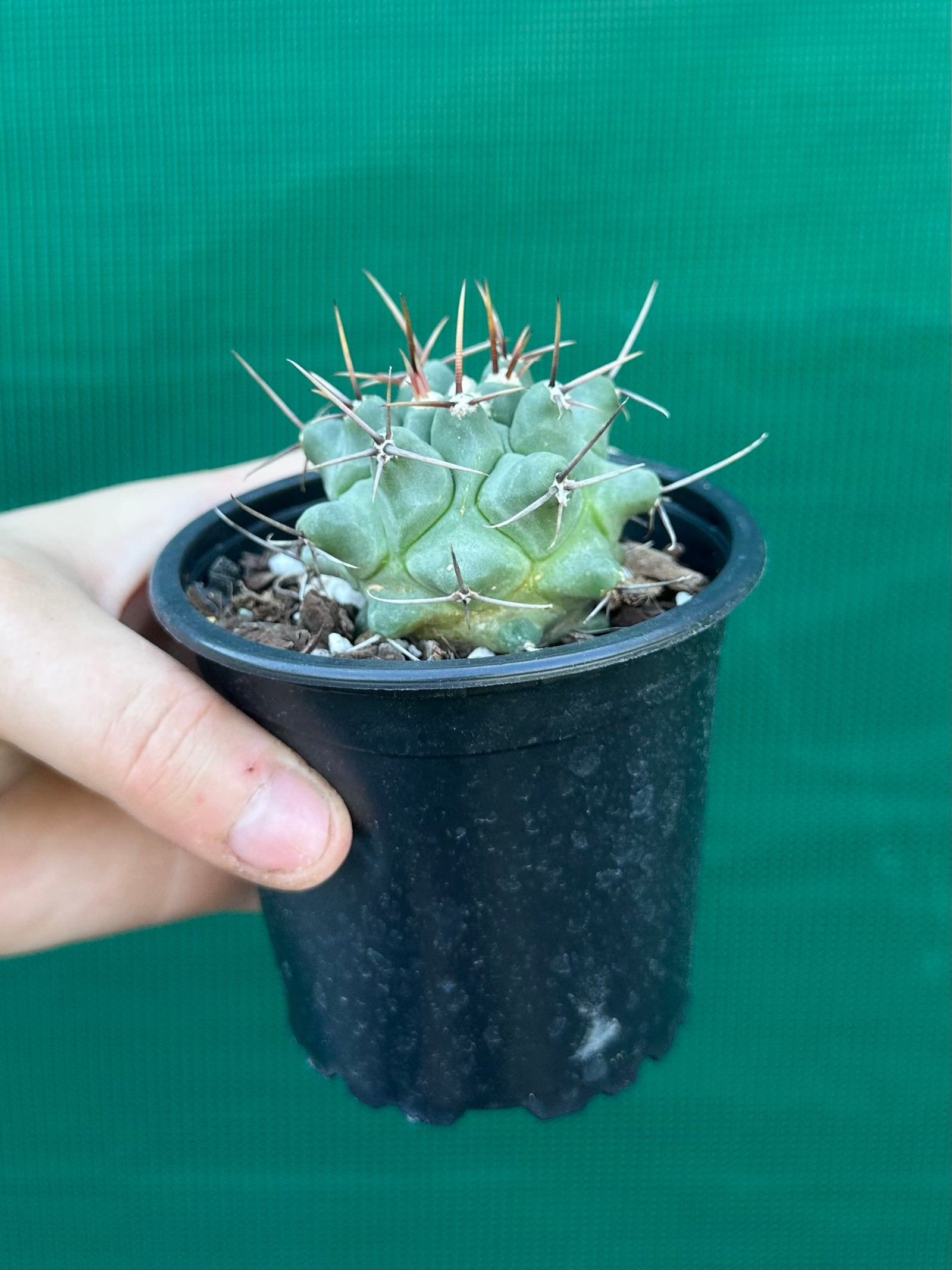 Thelocactus rinconensis ssp rinconensis